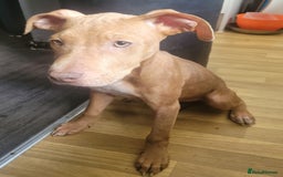 Mixed Breed dogs for sale: Adorable, loving 20 weeks young puppy's  - Image 7