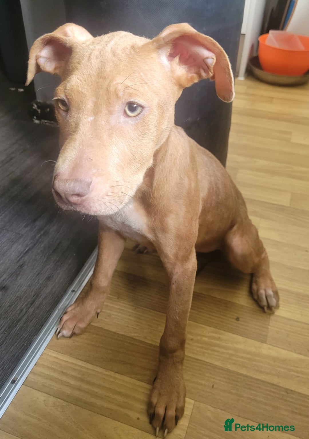 Mixed Breed dogs for sale: Adorable, loving 20 weeks young puppy's  - Image 7