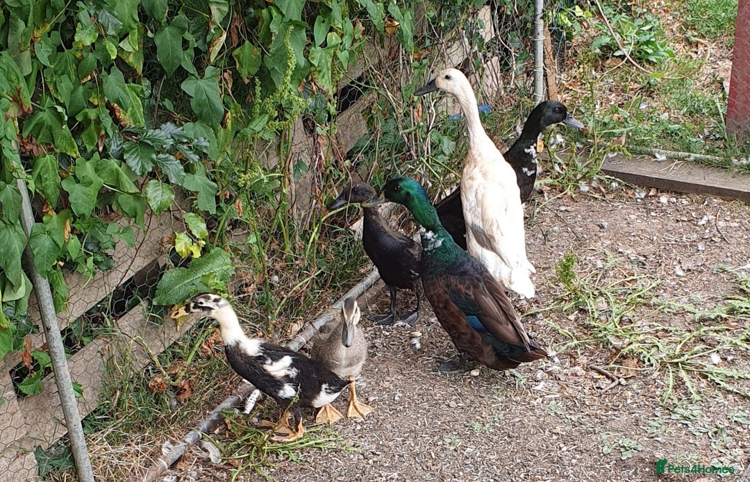 Ducks poultry for sale: Runner x Cayuga Ducks - Image 1