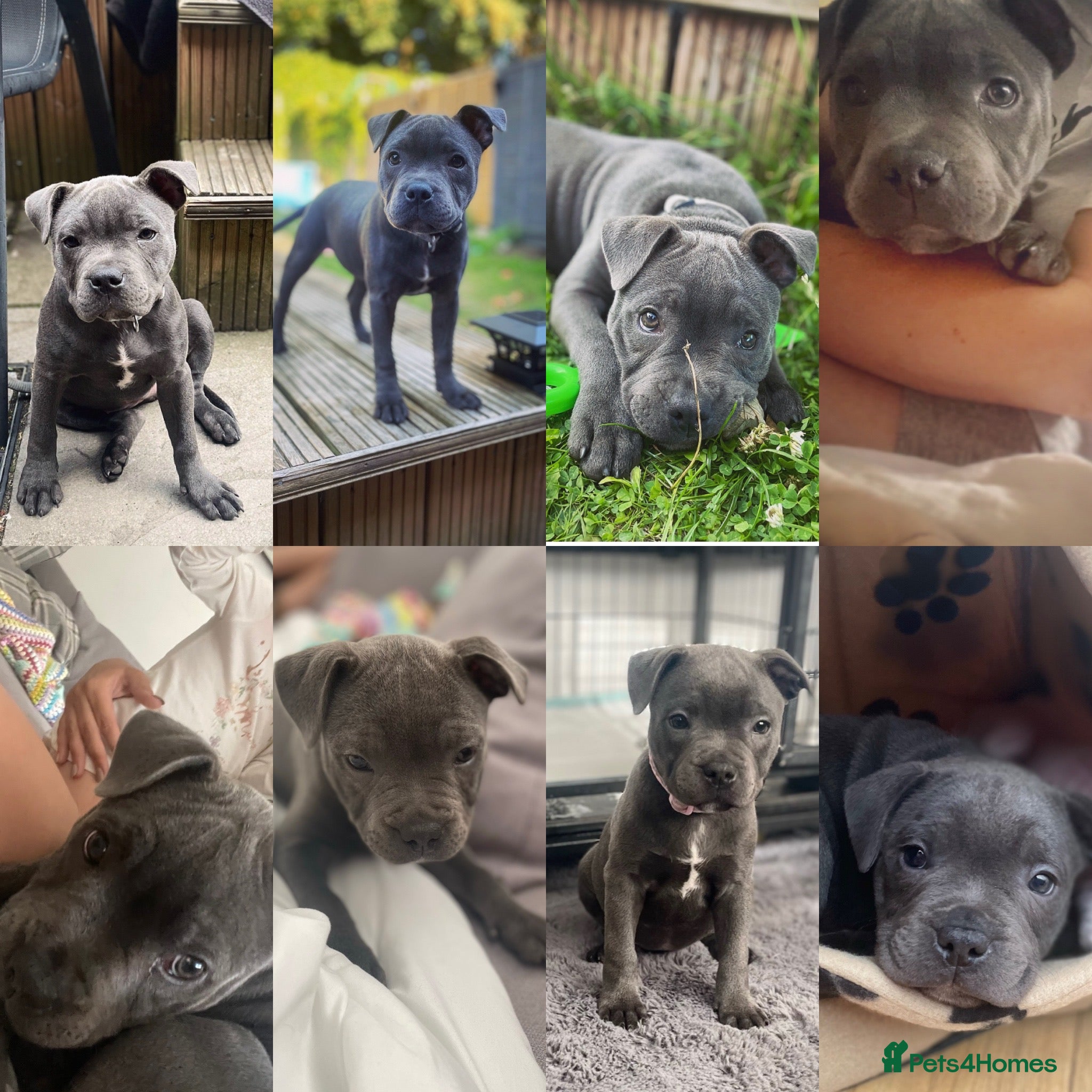 Staffordshire Bull Terrier dogs KC Blue staffy pups - Advert 5