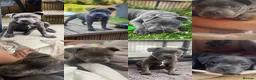 Staffordshire Bull Terrier dogs for sale: KC Blue staffy pups - Advert 1