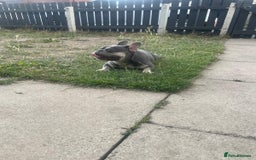 French Bulldog dogs for sale: Lilac and tan French bulldog  - Image 10