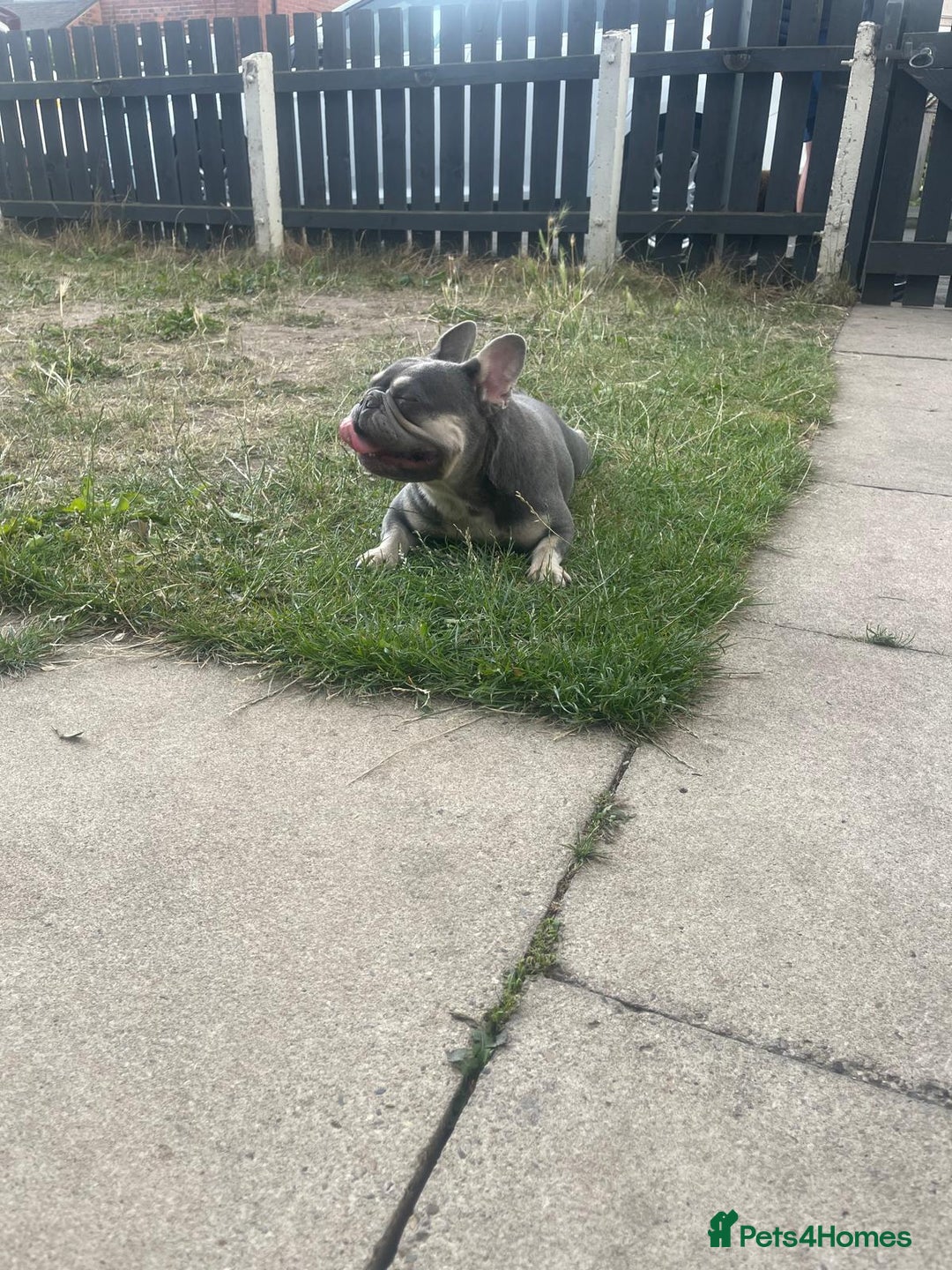 French Bulldog dogs for sale: Lilac and tan French bulldog  - Image 10