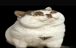 British Shorthair cats for sale: 😍 READY NOW gccf reg British shorthair kittens - Advert 17