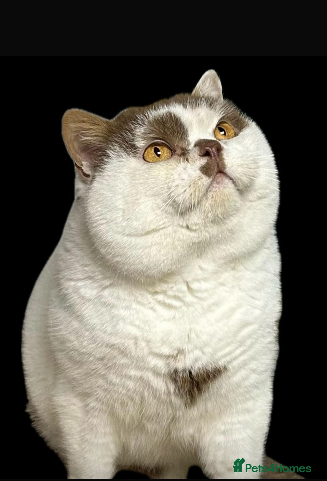 British Shorthair cats for sale: 😍 READY NOW gccf reg British shorthair kittens - Advert 17