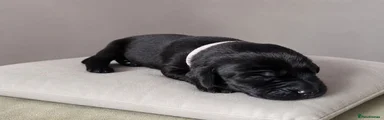 Labrador Retriever Puppy 3