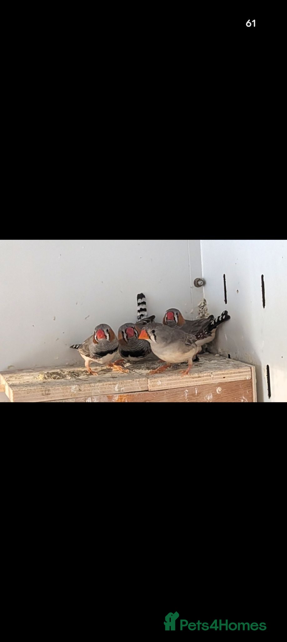 Mixed Breed birds Zebra finch / diamond doves  - Advert 3