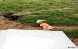 Mixed Breed dogs for adoption: MARA - a Beautiful Little Girl, for a Loving Home - Image 7