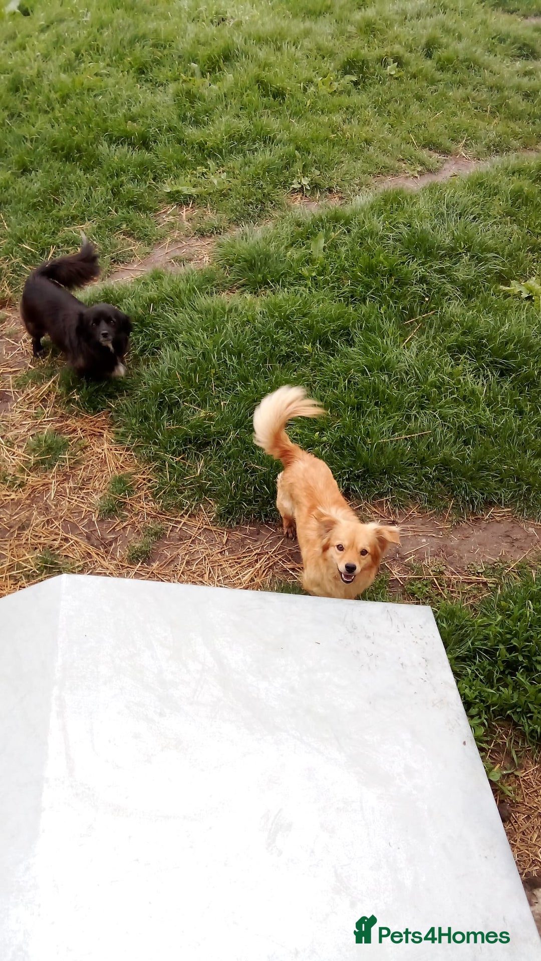 Mixed Breed dogs for adoption: MARA - a Beautiful Little Girl, for a Loving Home - Image 7