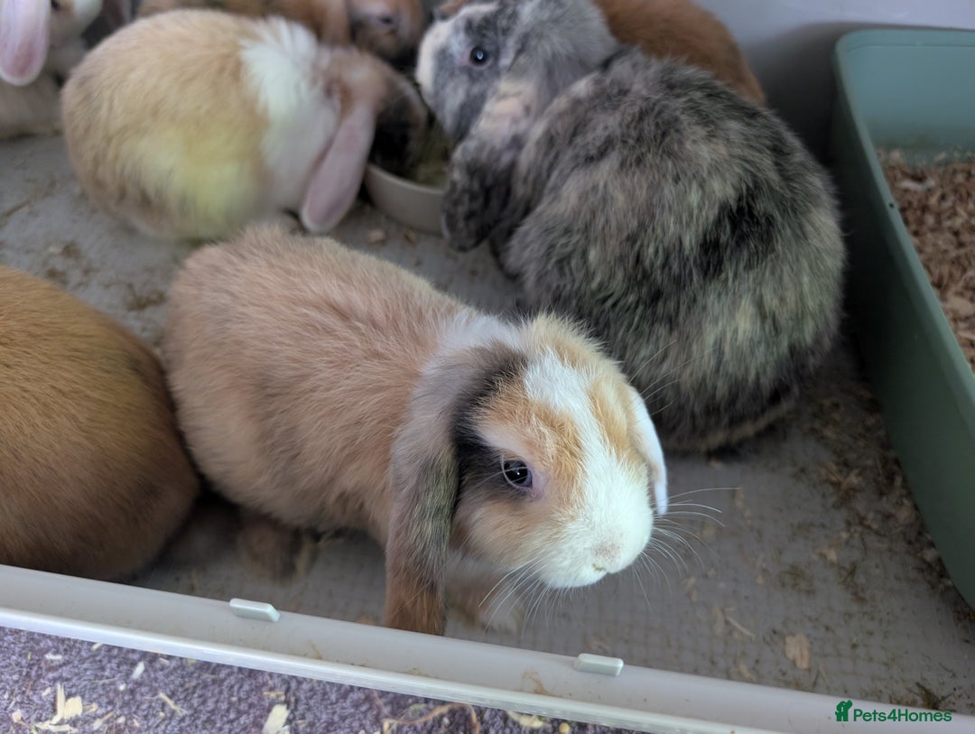 Mini Lop rabbits for sale: Beautiful mini lop babies ready for new homes - Image 4