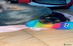 Yorkshire Terrier dogs for sale: Mini yorkshire terrier - Image 1