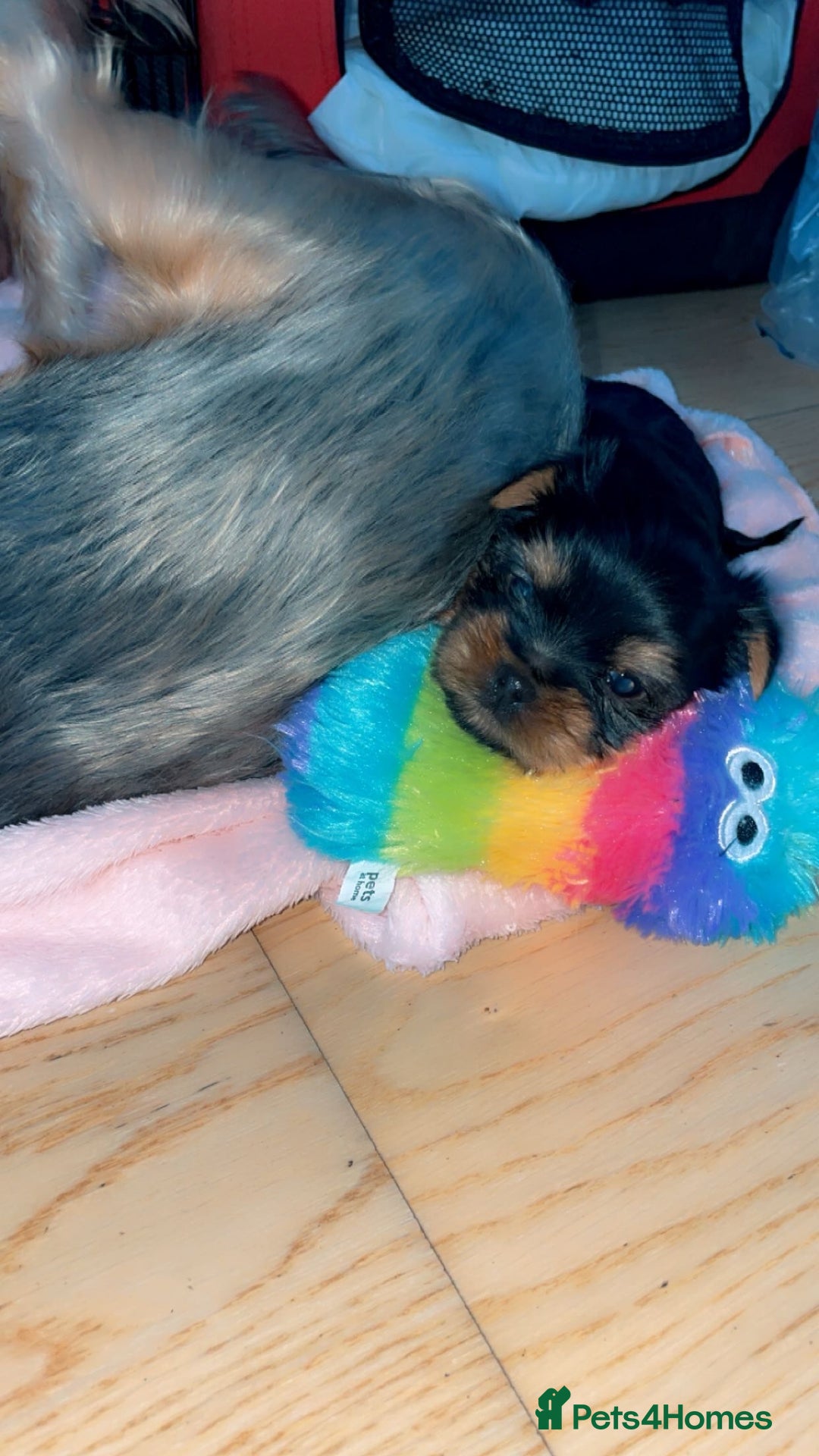 Yorkshire Terrier dogs for sale: Mini yorkshire terrier - Image 1