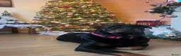 Rottweiler dogs for sale: PREGNANCY CONFIRMED — WAITING LIST NOW OPEN - Advert 4