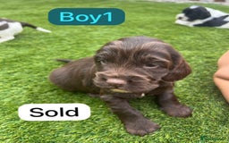 Cockapoo dogs for sale: F1B puppies - Image 9