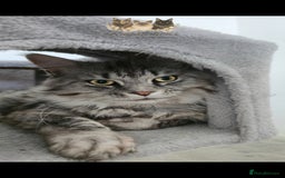 Maine Coon cats for stud: Championship line Carries Shaded GCCF & TICA Stud - Image 4