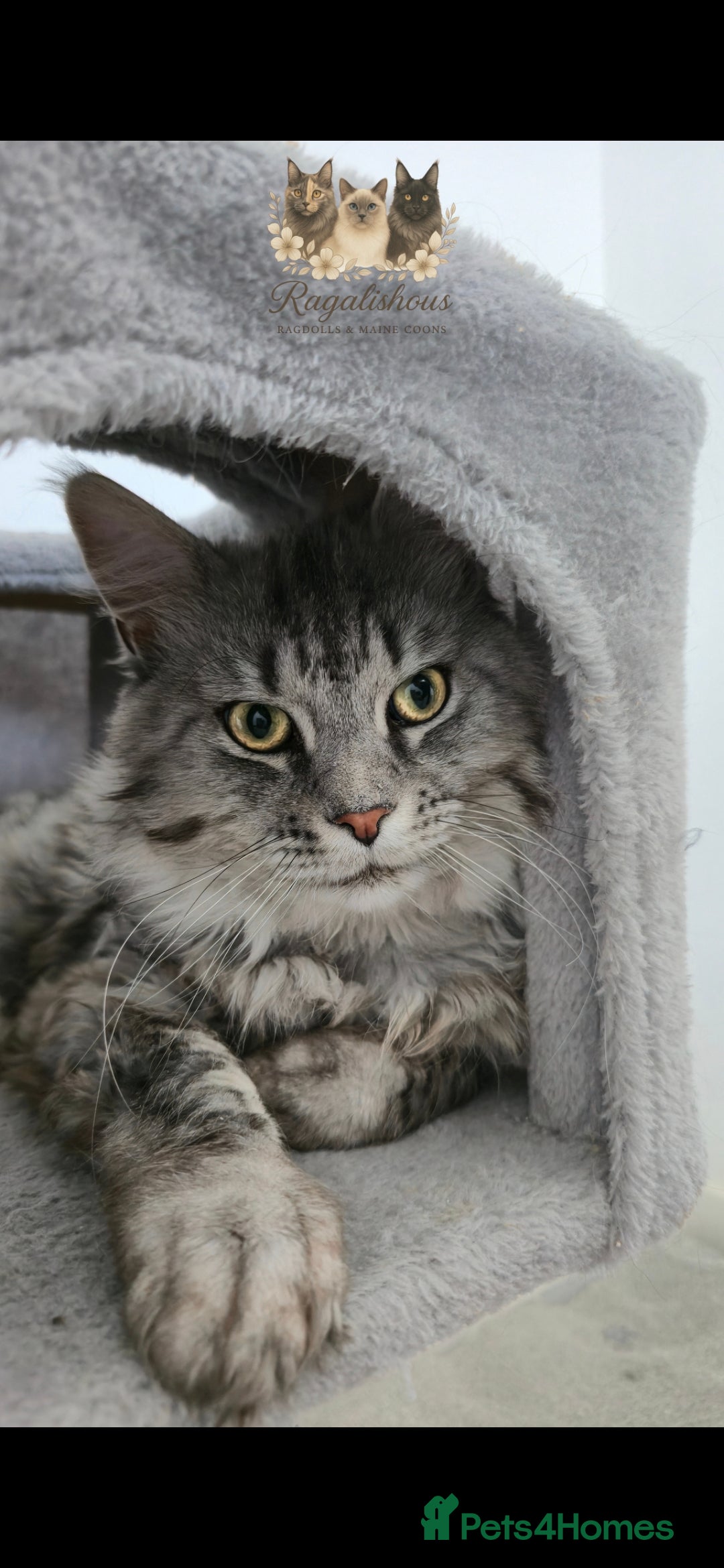 Maine Coon cats for stud: Championship line Carries Shaded GCCF & TICA Stud - Image 4