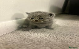 British Shorthair cats for sale: Meet the GCCF British Shorthair - Cuties - Image 7