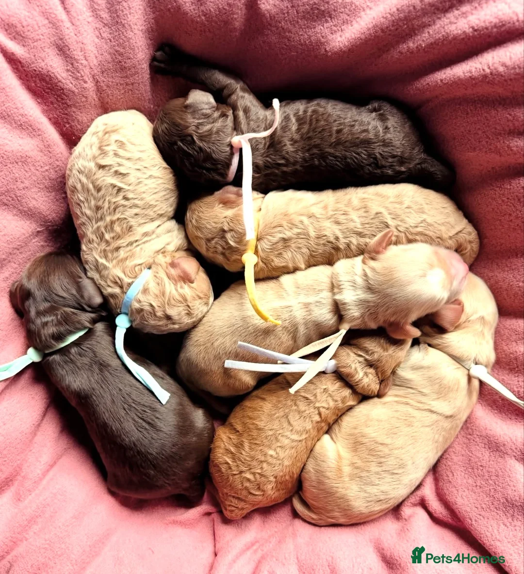 Cockapoo dogs for sale: Cockapoos - Both Parents Health Tested  - Advert 1