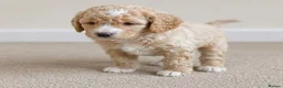 Cavapoo dogs for sale: Cavapoo x Australian labradoodle puppies  in Northampton - Advert 13