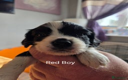 Cockalier dogs for sale: working cocker spaniel  - Image 8