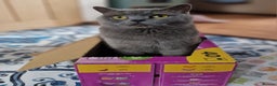 British Shorthair cats for sale: Pedigree British Shorthair Kittens- Lilac & Bluess - Advert 8