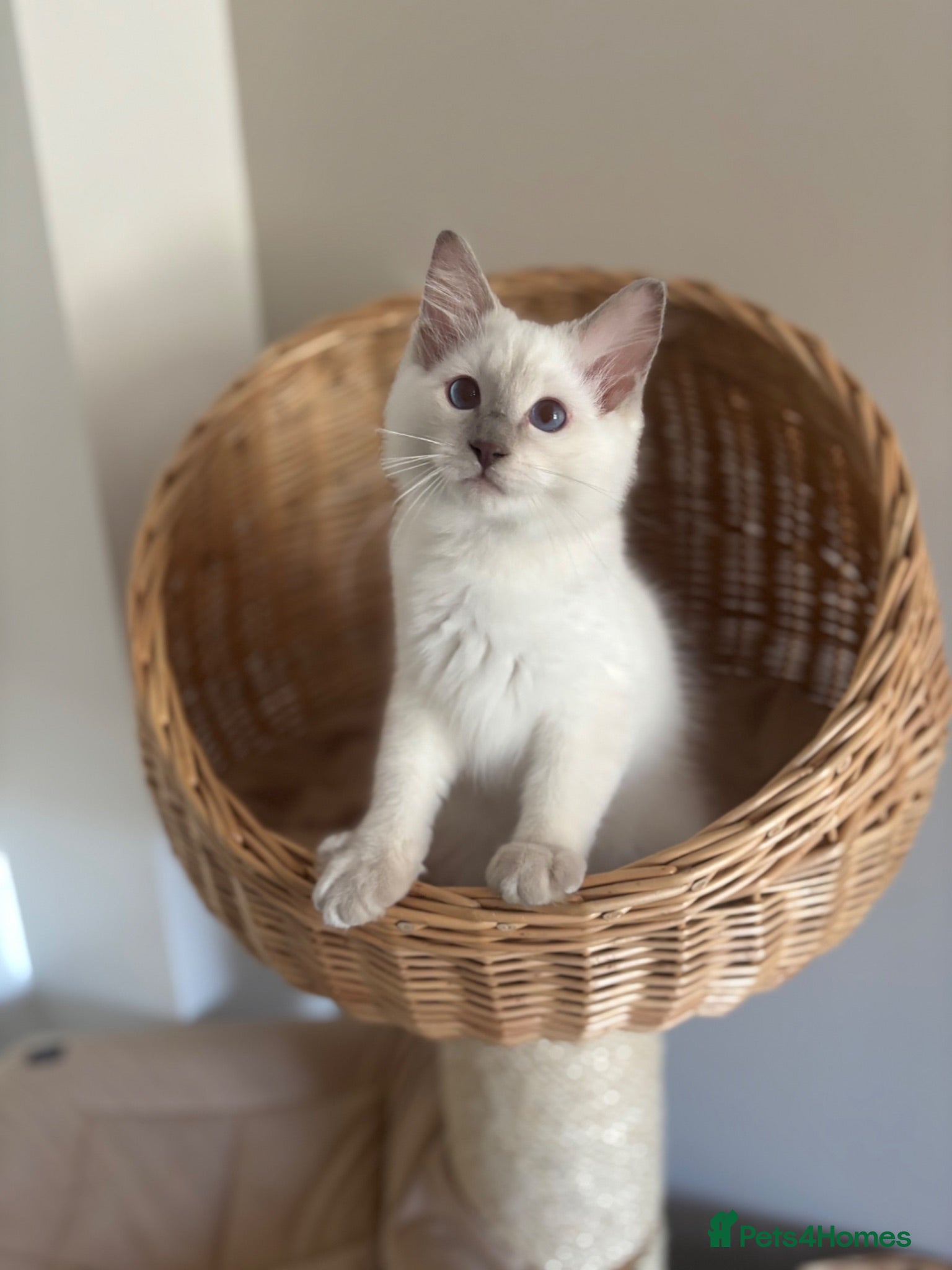 Ragdoll cats Rare huge  lilac colourpoint boy available now  - Advert 6