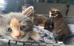 Mixed Breed cats for sale: Kittens  - Image 7