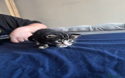 Mixed Breed cats for sale: Male and female kittens  - Image 6