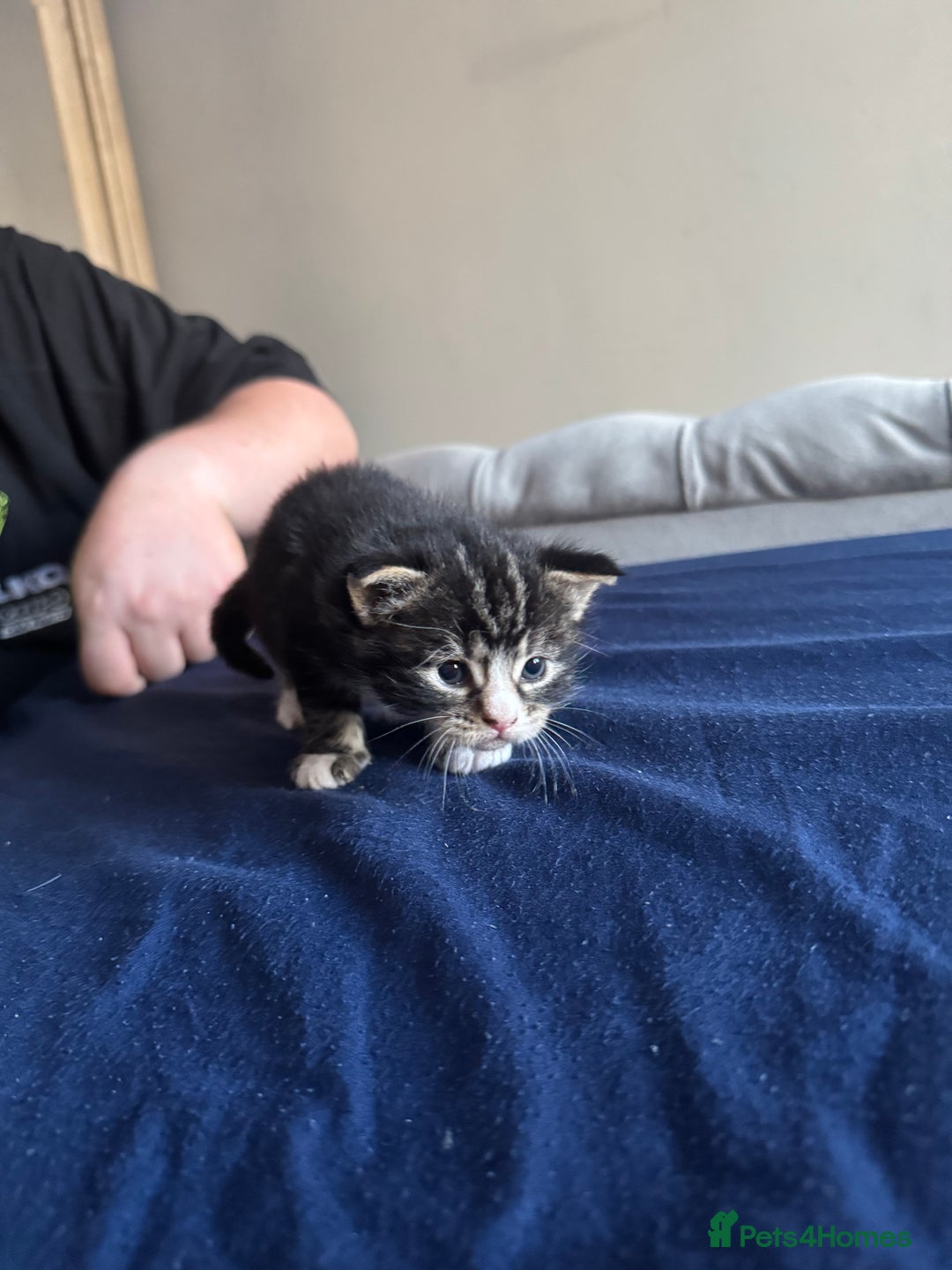 Mixed Breed cats for sale: Male and female kittens  - Image 6