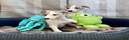 Whippet dogs for sale: AVAILABLE Kc reg healthy, sweet, gentle whippets - Advert 16