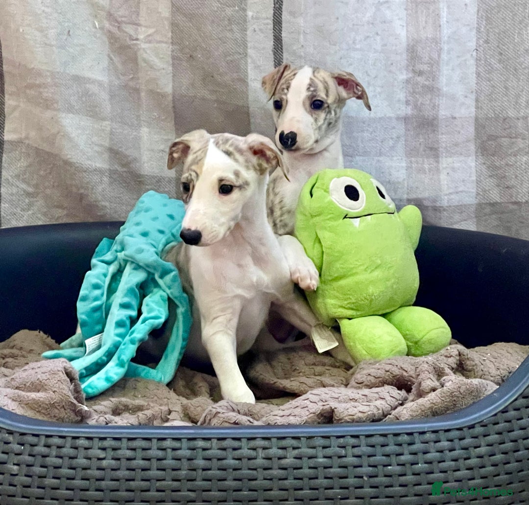 Whippet dogs for sale: AVAILABLE Kc reg healthy, sweet, gentle whippets - Advert 16