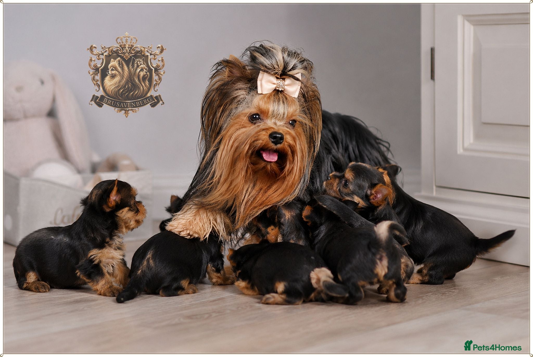 Yorkshire Terrier dogs MINIATURE YORKSHIRE TERRIERS KC PARENTS DNA TESTED - Advert 2