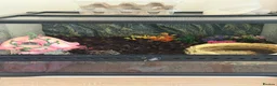 Frog reptiles for sale: Pecman frog in Reading - Advert 2