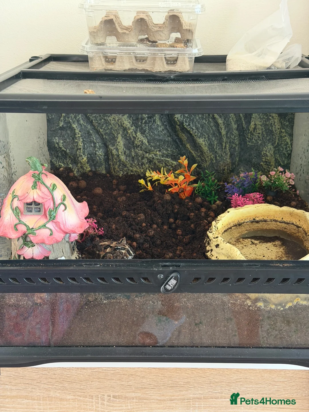 Frog reptiles for sale: Pecman frog in Reading - Advert 2