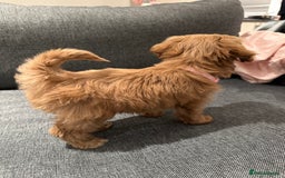 Cavapoo dogs for sale: F1 Toy Cavapoo girl puppy beautiful lapdog - Advert 10