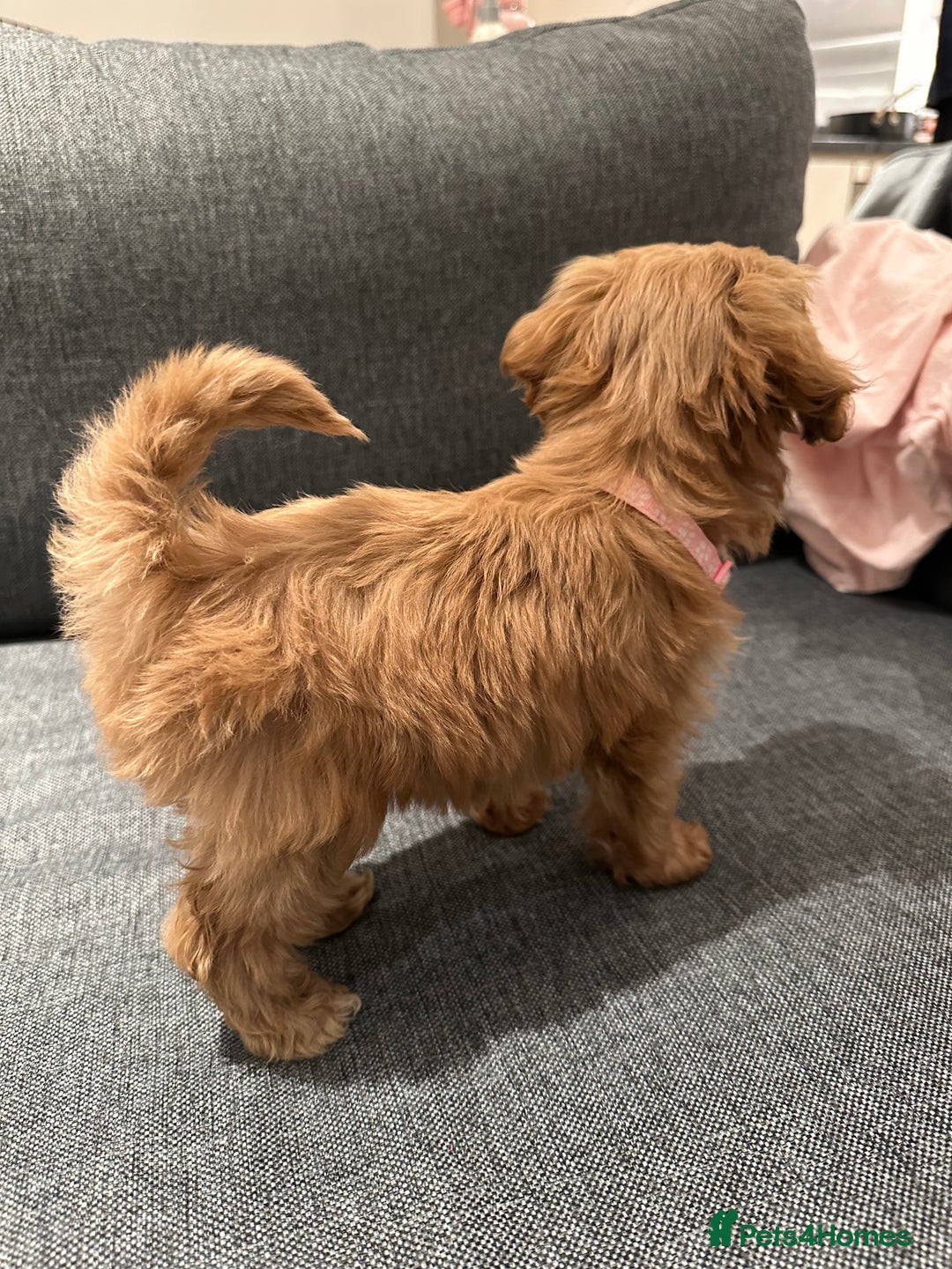 Cavapoo dogs for sale: F1 Toy Cavapoo girl puppy beautiful lapdog - Advert 10