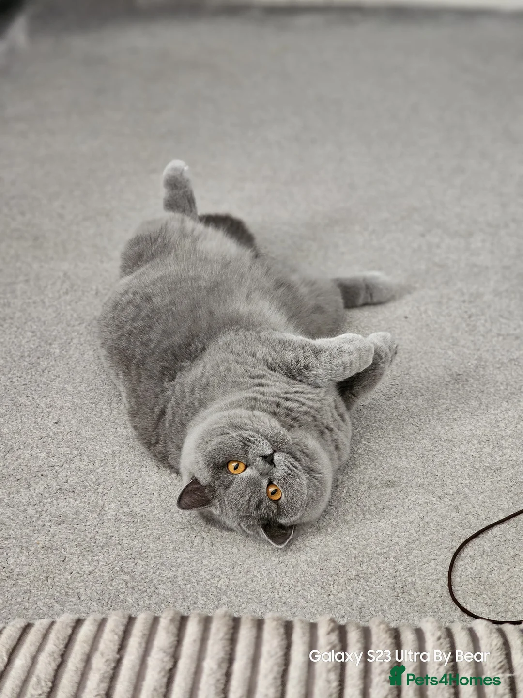 British Shorthair cats for sale: Chilled Fluffy Sleepy Cloud Boy 3yrs old - Advert 13