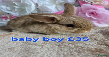 Mini Lop rabbits - Advert 4