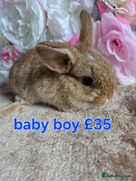 Mini Lop rabbits - Advert 10