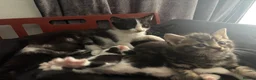 Mixed Breed cats for sale: Beautiful kittens ready forever home  in Birmingham - Advert 2
