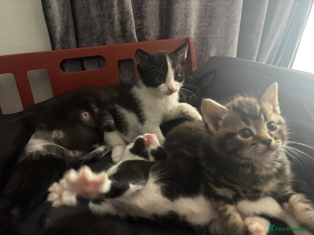 Mixed Breed cats for sale: Beautiful kittens ready forever home  in Birmingham - Advert 2