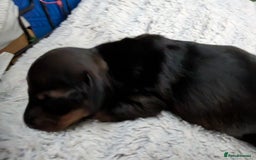 Dachshund dogs for sale: Dachshund Puppies  - Image 5