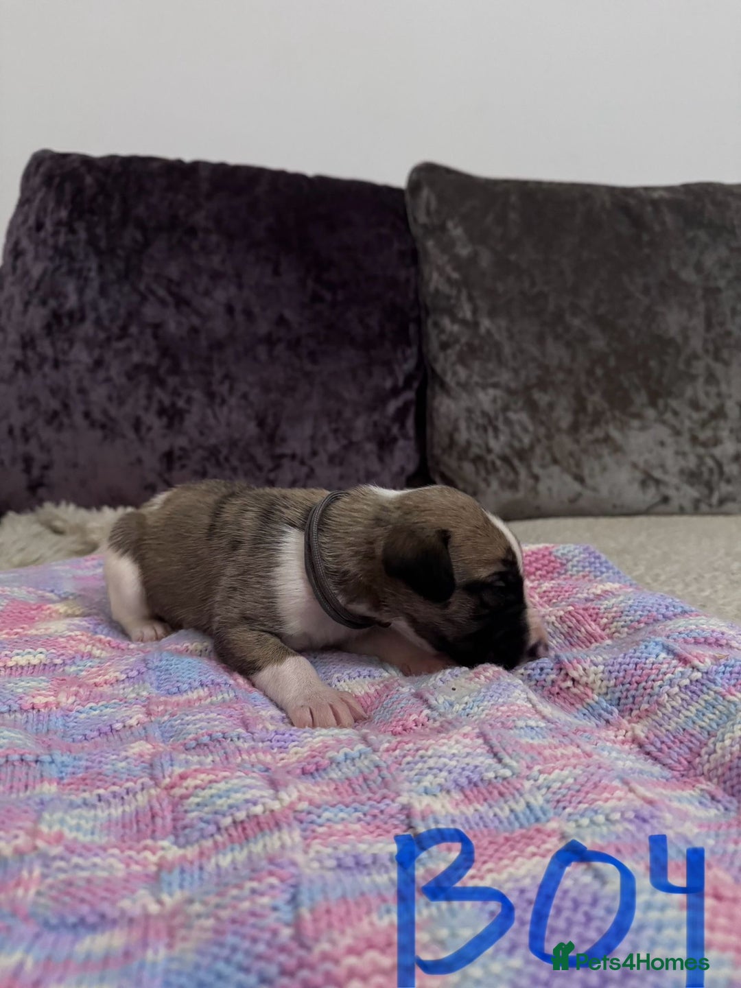 Whippet dogs for sale: Whippet pups  - Advert 10