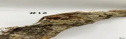 Gecko reptiles for sale: NEW Adult + Juvenile Crested Geckos + Lilly Whites - Advert 24