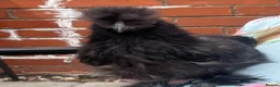 Chickens poultry for sale: 3 15 week old silkie chicks  in Walsall - Advert 2