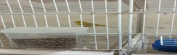 Canaries birds for sale: 2 male yellow mosaic opal agate canaries in Cheadle - Advert 1