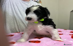 Sheepadoodle dogs for sale: Stunning Sheepadoodle puppies - Image 27