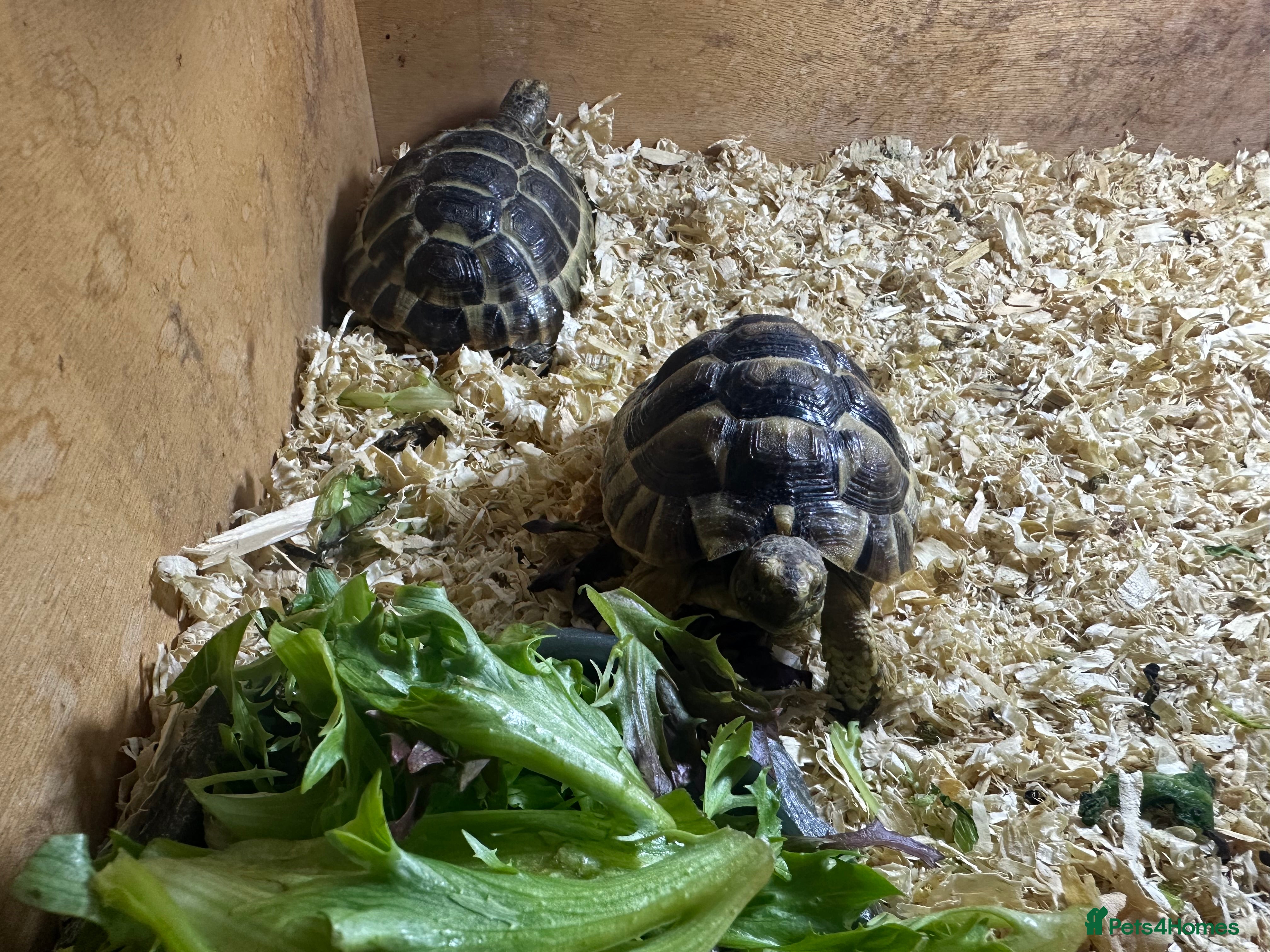 Tortoise reptiles 2 spurthighed tortoises.  - Advert 1