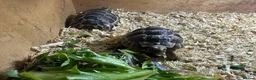 Tortoise reptiles for sale: 2 spurthighed tortoises.  - Advert 1