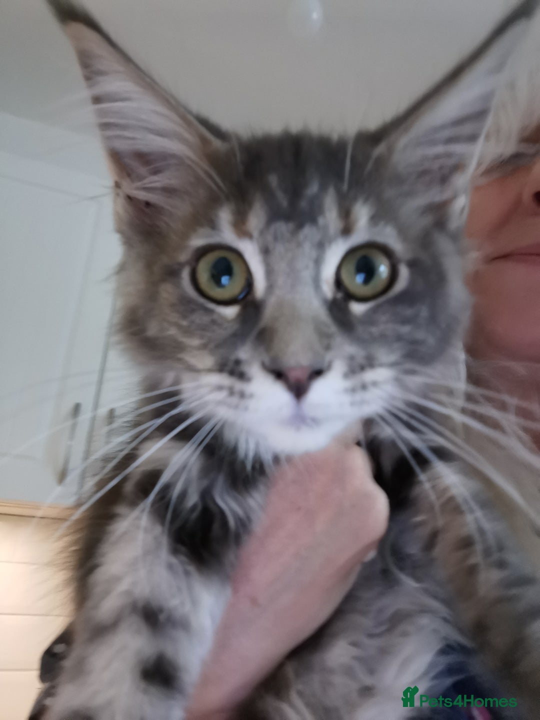 Maine Coon cats for sale: Full pedigree maine coon kittens for sale - Image 19